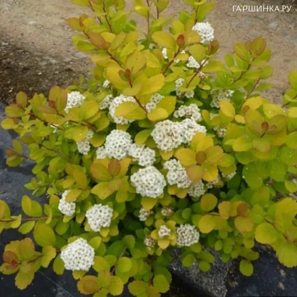 Спирея Тор Голд березолистная