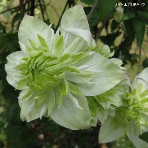 Клематис флорида Альба Пленa махровый (2-3)