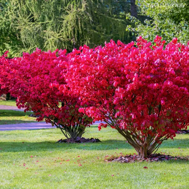 Бересклет Ред Каскад европейский красный