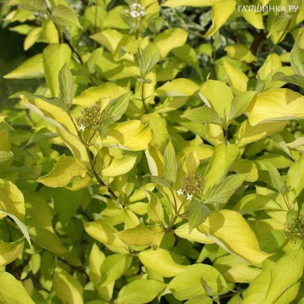 Дерен Ауреа