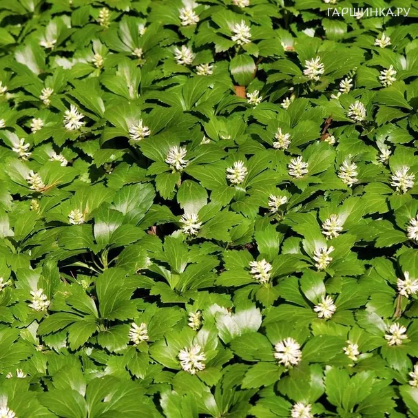 Пахизандра верхушечная Грин Карпет