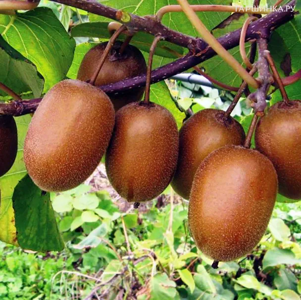 Актинидия (мини киви) Хейвард деликатесная