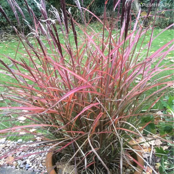 Мискантус Ред Чиф