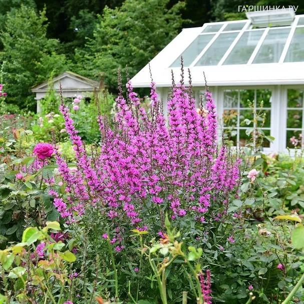 Дербенник Дропмор Перпл