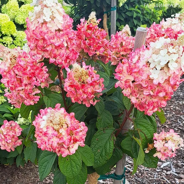 Гортензия Петит Лантерн (Маленький фонарь) метельчатая