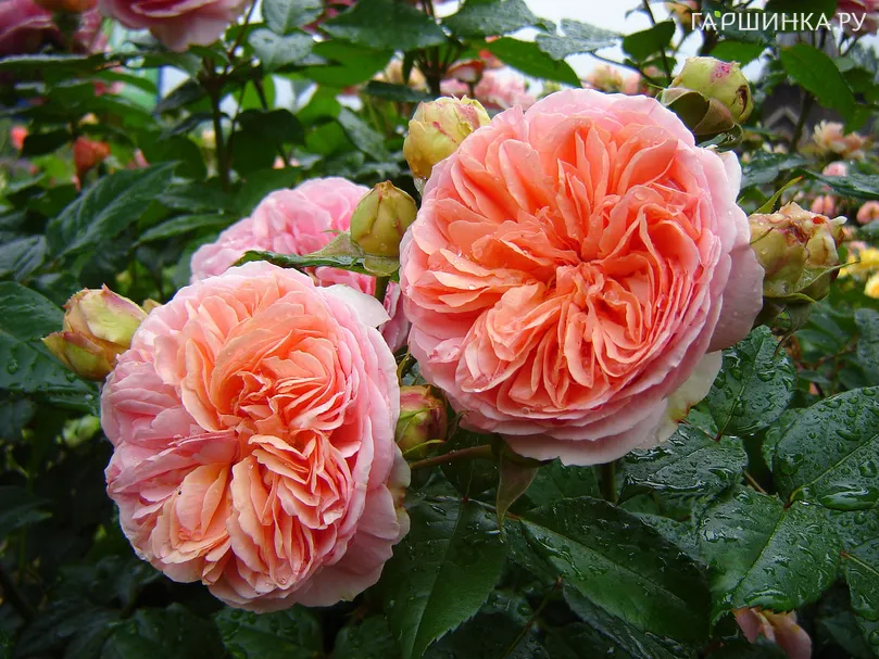 Роза Чипендейл чайно-гибридная, Топалович (лиц)