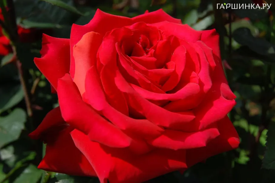 Роза Гранд Аморе чайно-гибридная, Топалович (лиц)