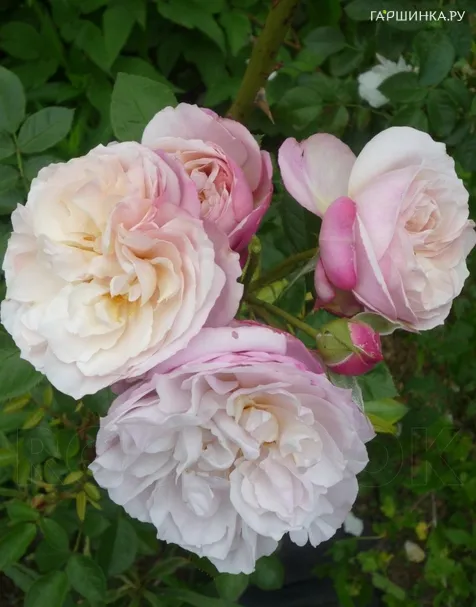 Роза Геркулес кустарниковая, Топалович (лиц)