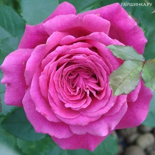 Роза Лолита Лемпика чайно-гибридная, Топалович (лиц)