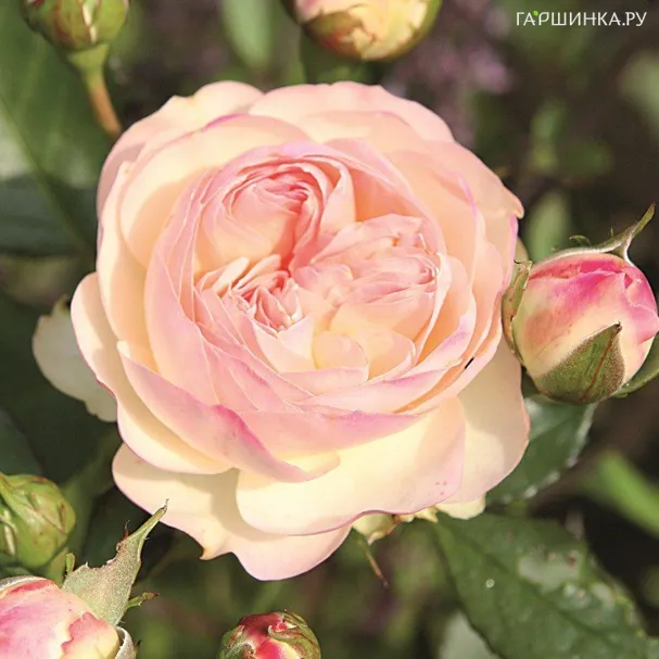 Роза Пастелла флорибунда, Топалович (лиц)