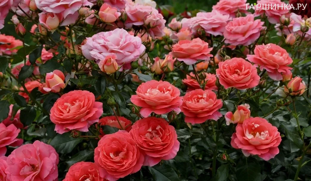 Роза Зоммерзонне флорибунда, Топалович (лиц)