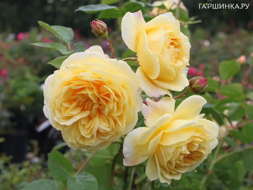 Роза Тизинг Джорджия кустарниковая, Топалович (лиц)