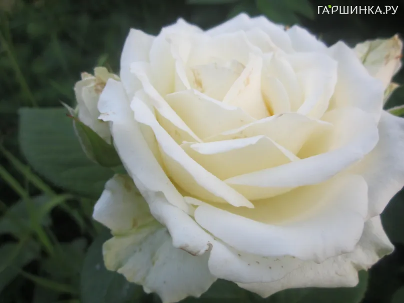 Роза Поларштерн чайно-гибридная, Imperial Rose