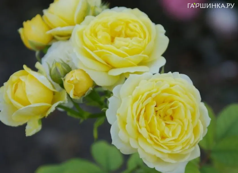 Роза Комтесс дю Бари флорибунда, Top Roses