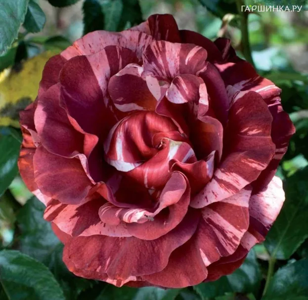 Роза Брауни плетистая, Imperial Rose