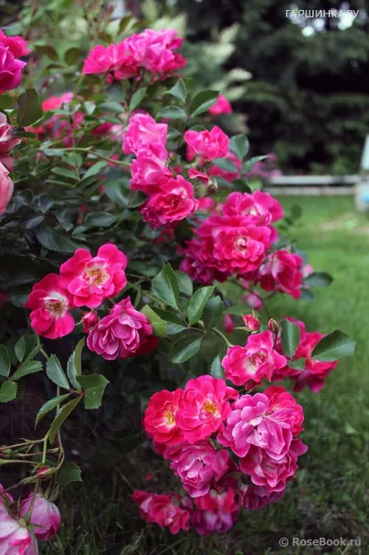 Роза Фуксия Мейяндекор почвопокровная, Top Roses