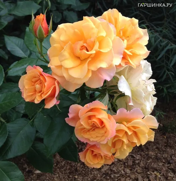 Роза Текила кустарниковая, Top Roses