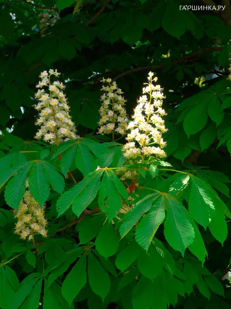 Каштан конский