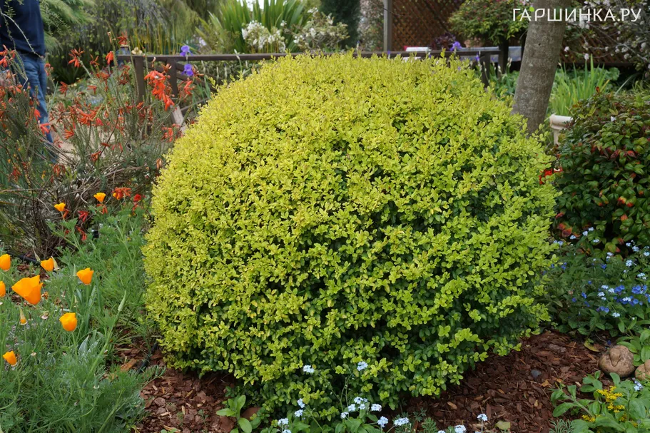 Бирючина овальнолистная