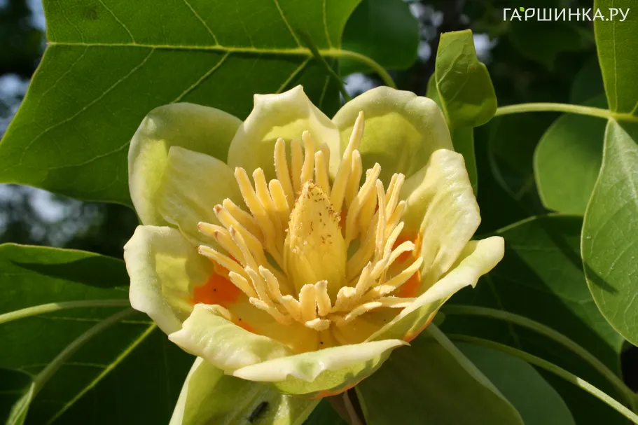 Лириодендрон тюльпановый