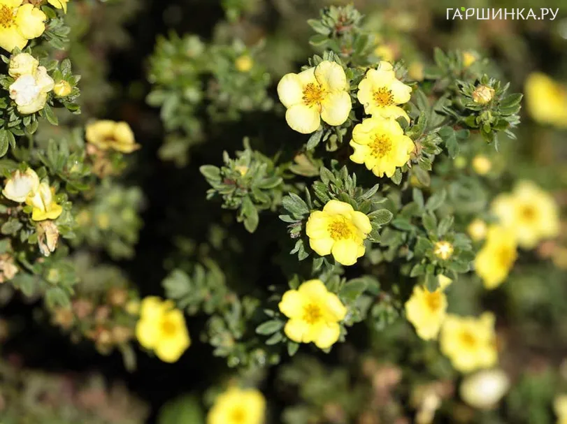 Лапчатка кустарниковая Элизабет