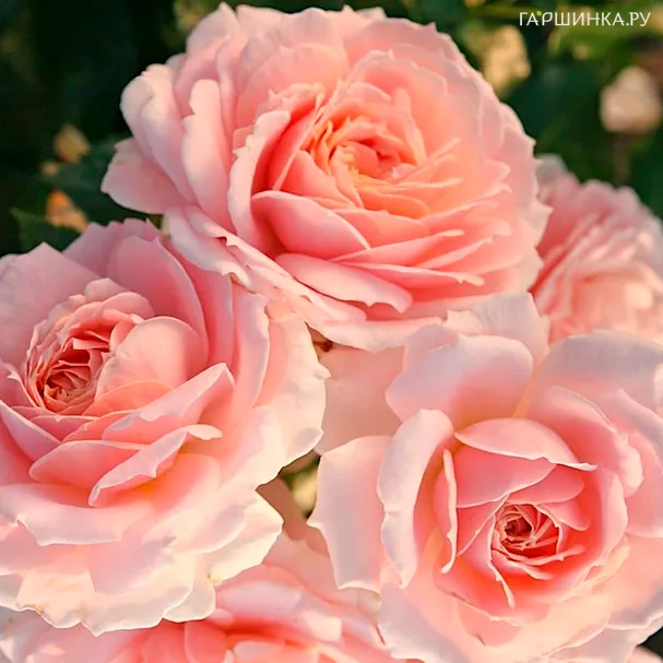 Роза Кремоза, Кордес (лиц)