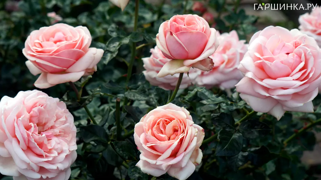 Роза Афродита чайно-гибридная, Тантау (лиц)