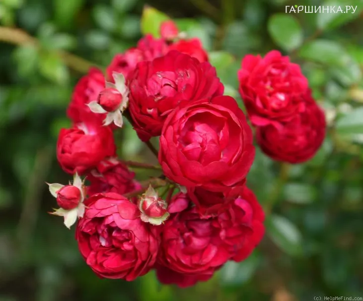 Роза Момо, Ноак (лиц)