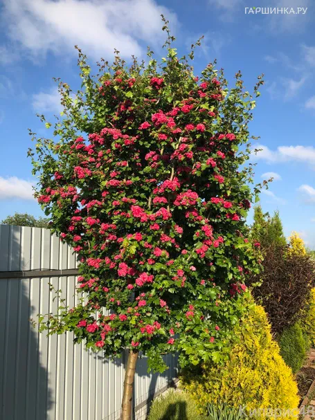 Боярышник средний Пол Скарлет на штамбе 120 см