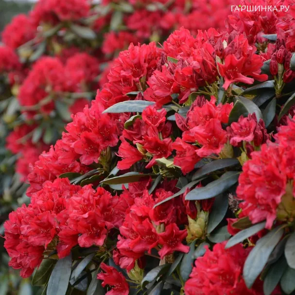 Рододендрон гибридный Бузуки