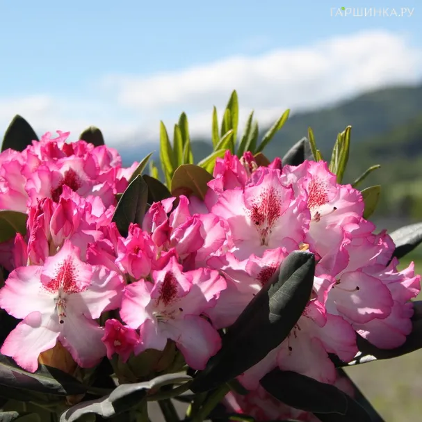 Рододендрон Хахманс Шарман