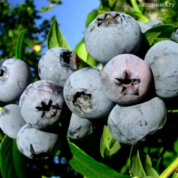 Голубика Блюэтта
