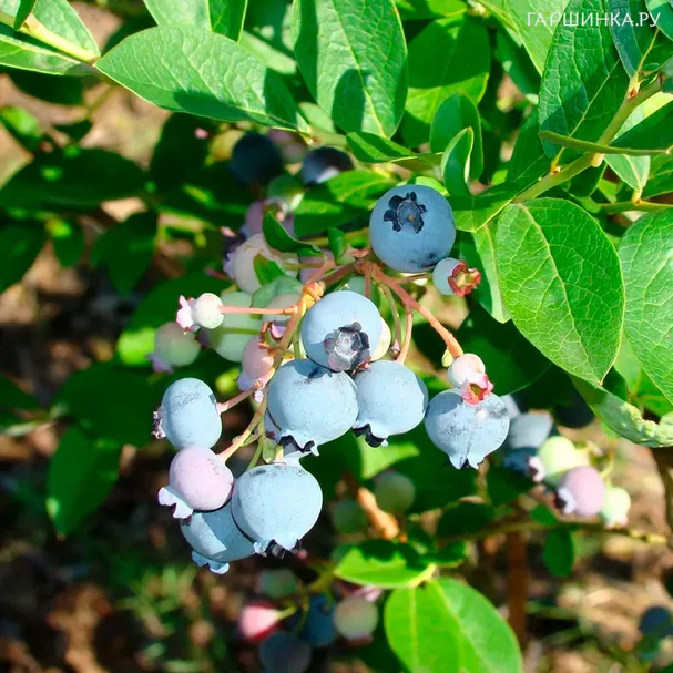 Голубика Шантеклер