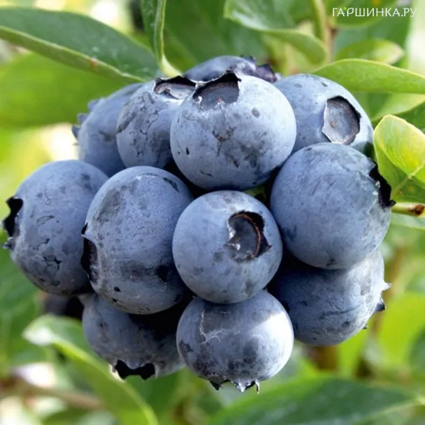 Голубика Дюк