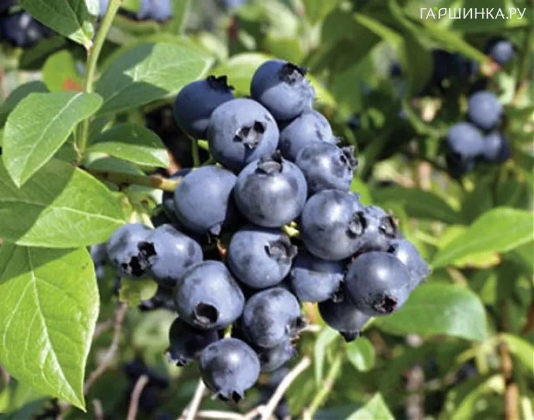 Голубика Норт Блю