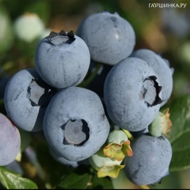 Голубика Торо