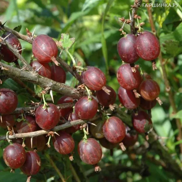 Крыжовник Олави