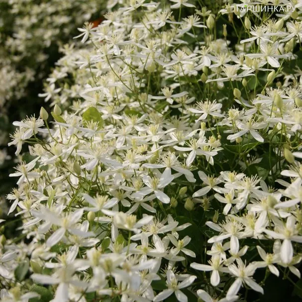 Клематис (Ломонос трехцветковый) Тернифлора мелкоцветковый (2-3)