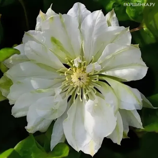 Клематис Юкиокоши махровый (2)