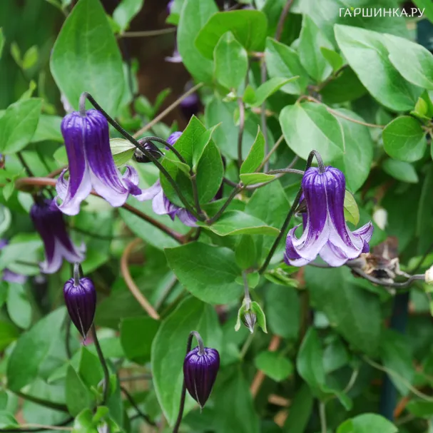 Клематис Рогучи мелкоцветковый (3)