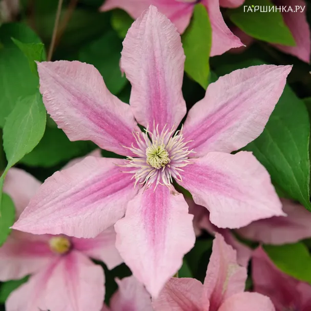 Клематис Розамунда крупноцветковый (3)