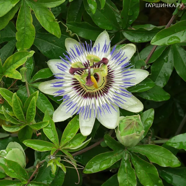 Пассифлора голубая