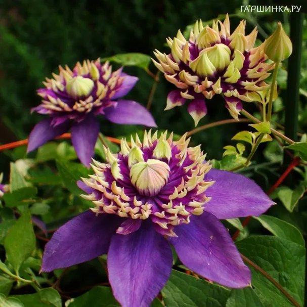 Клематис Тайга махровый мелкоцветковый (3)