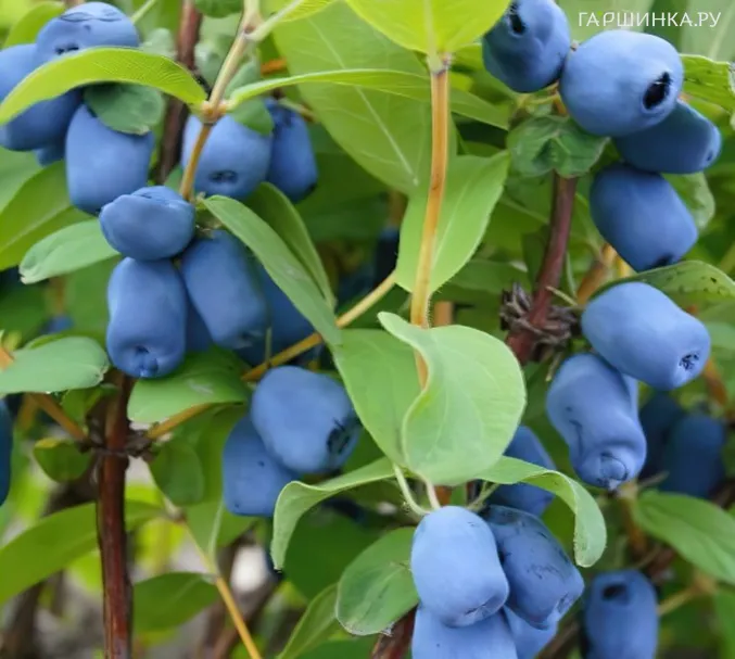 Жимолость Тундра