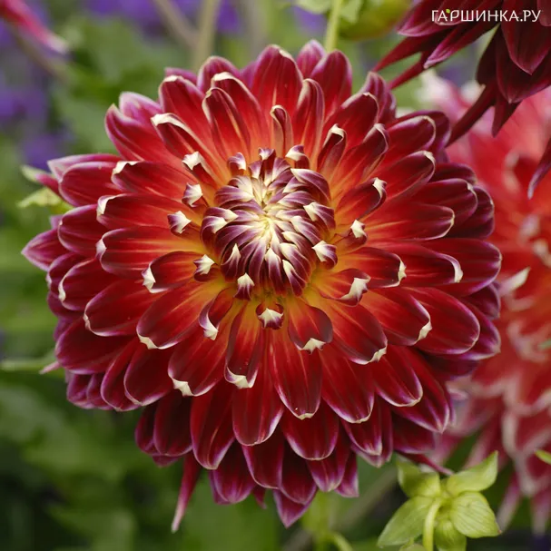 Георгина Акита декоративная