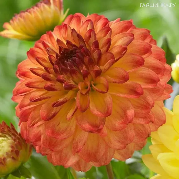 Георгина Айкун декоративная