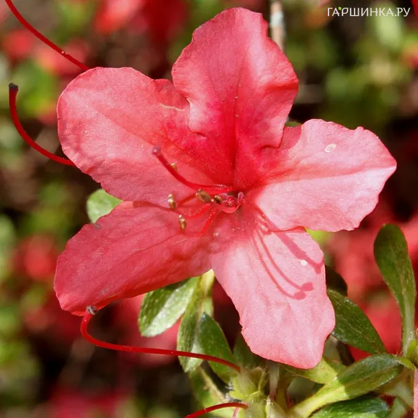 Рододендрон тупой