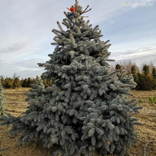 Ель колючая Блю Тринкет голубая