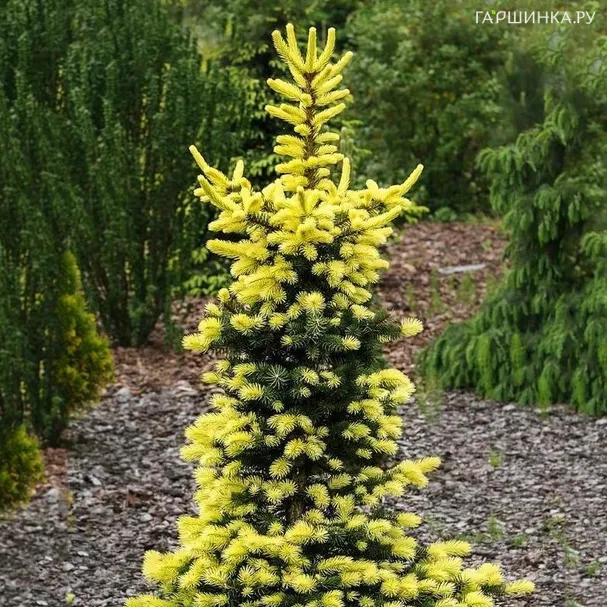 Ель колючая Майголд