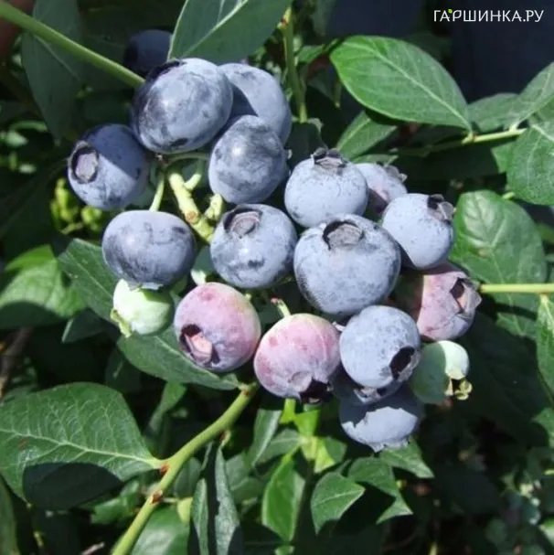 Голубика Аврора